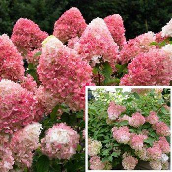 Гортензия метельчатая ‘Pink & Rose®’ Hydrangea paniculata ‘Pink & Rose®’